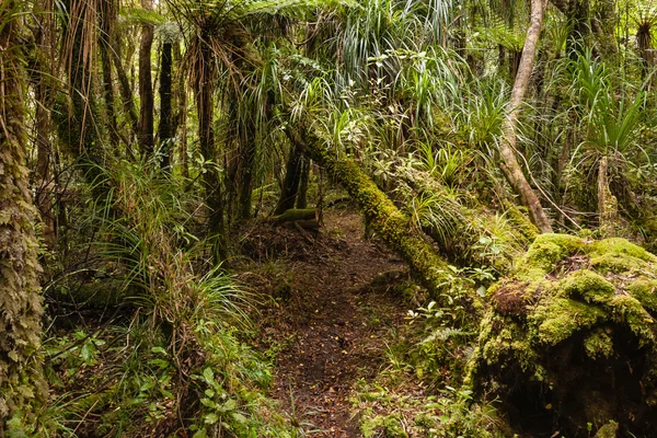 Moss objęte drzew lasu deszczowego — Zdjęcie stockowe