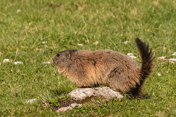 Pâturage de marmottes adultes sur prairie — Photo