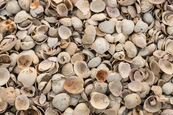 Close up de conchas marinhas quebradas — Fotografia de Stock