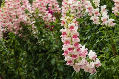 pembe snapdragon çiçek çiçeklenme