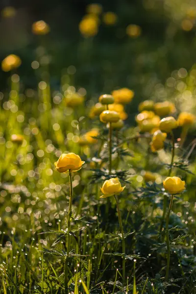 Flores de buttercup com orvalho da manhã — Fotografia de Stock