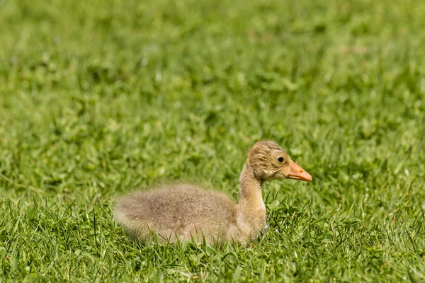 Nieuw gearceerde gosling — Stockfoto