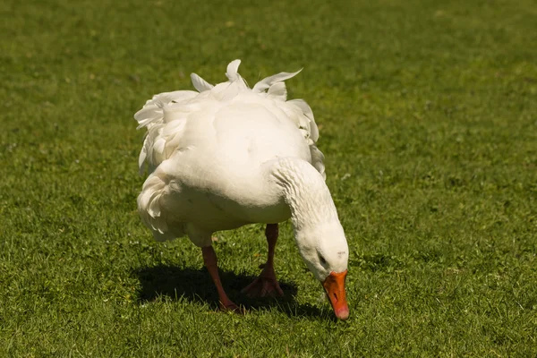 Белый гусь, пасущийся на лугу — стоковое фото