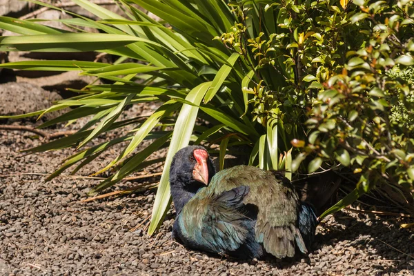 Takahe kuş bakım — Stok fotoğraf