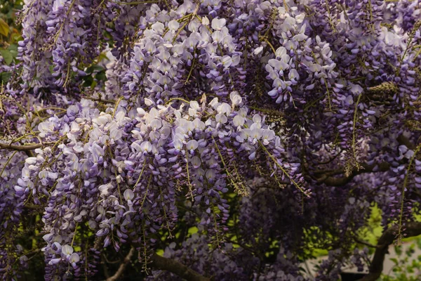 purple wisteria flowers