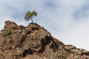 zeytin ağacı kayaların üzerinde büyüyen
