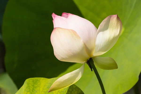 Flor de Loto Rosa Bud — Foto de Stock