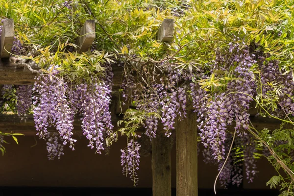 Japanese wisteria flowers in bloom
