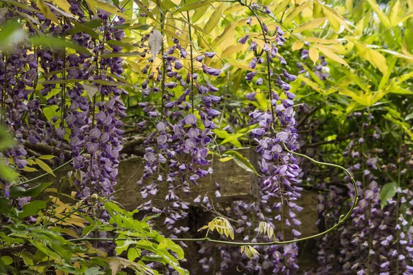 Paarse blauweregen bloemen — Stockfoto