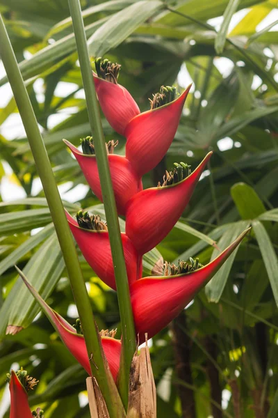 Red heliconia flowers — Stock Photo, Image