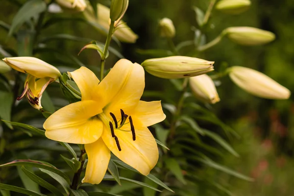 Flores y brotes de lirio amarillo — Foto de Stock