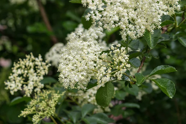 Close-up van vlierbessen bloemen — Stockfoto