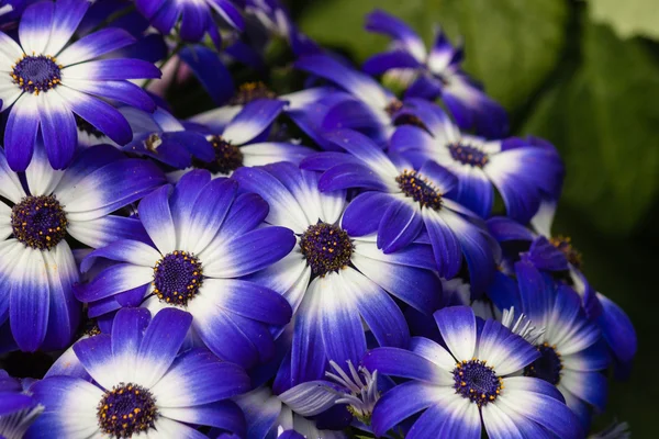 Blaue und weiße Osteospermum-Blüten — Stockfoto