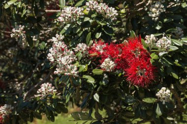 Yeni Zelanda Noel ağacı çiçekleri