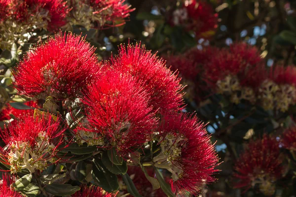 Pohutukawa ağaç çiçek closeup — Stok fotoğraf