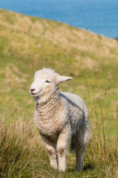 Fiatal bárány állva fű — Stock Fotó
