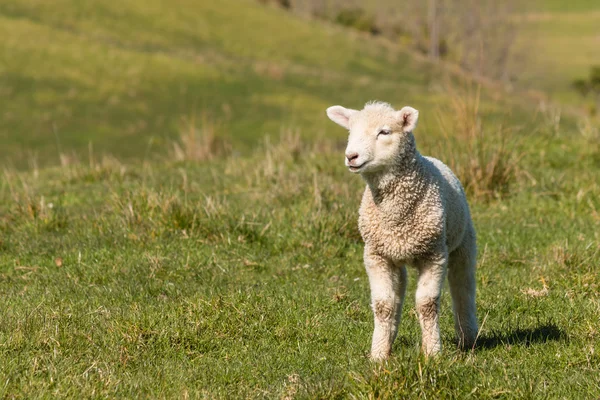 Curious lamb standing on grass — Stock Photo, Image