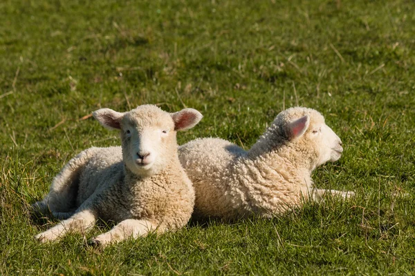 Dos corderos descansando sobre hierba — Foto de Stock