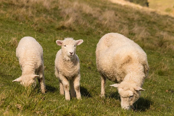 2 つの羊を放牧で羊 — ストック写真