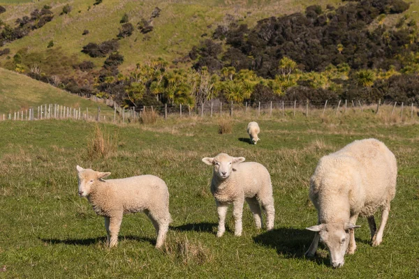 Pecore con due agnelli al pascolo — Foto Stock
