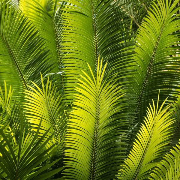 Gros plan de frondes de palmiers rétro-éclairées — Photo