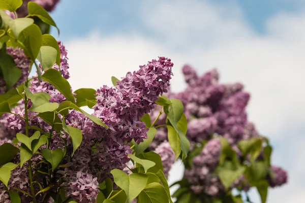 Сиреневые цветы против голубого неба — стоковое фото