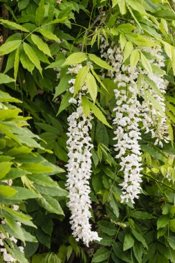 Beyaz wisteria çiçek çiçeklenme
