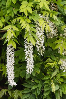 Beyaz wisteria çiçek ve yaprakları