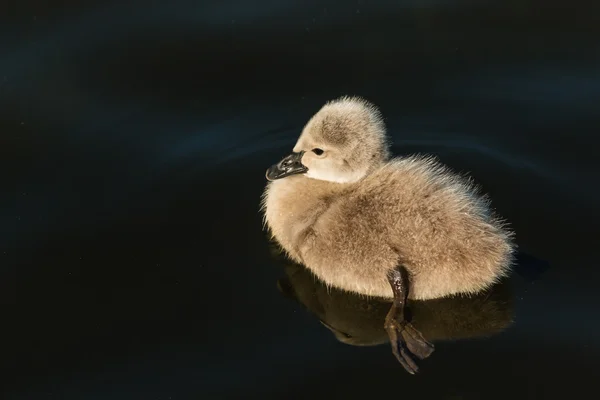 Černá labuť cygnet, plovoucí na vodě — Stock fotografie