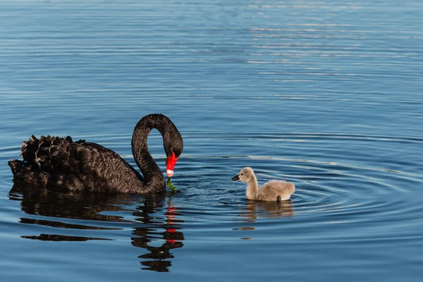 Cisne preto com cygnet — Fotografia de Stock