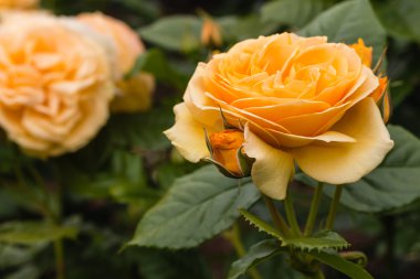 sarı Kraliçe sarı gül çiçek