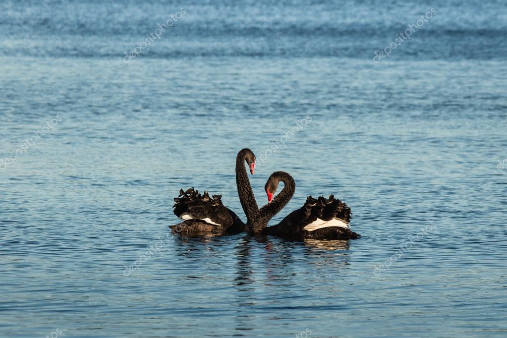 https://st2.depositphotos.com/4284175/9017/i/950/depositphotos_90172808-stock-photo-pair-of-black-swans-in.jpg