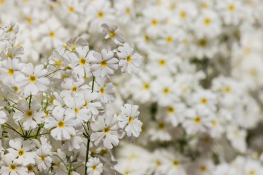 Beyaz peri çuha çiçeği çiçek