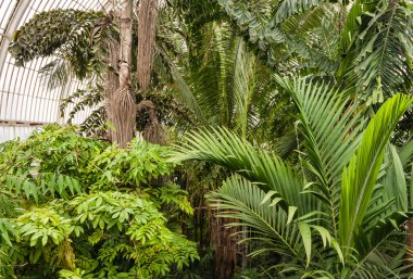 Sera palmiye ağaçlarında