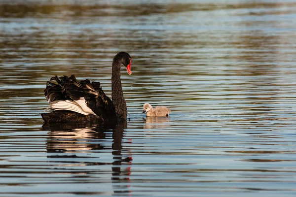 Black swan and cygnet on lake — Stock Photo, Image