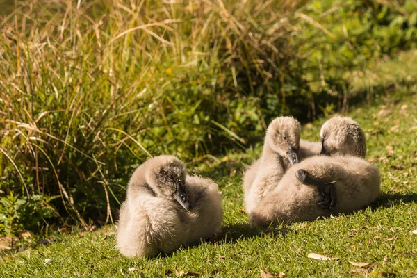 Cigni cigno nero crogiolarsi sull'erba — Foto Stock