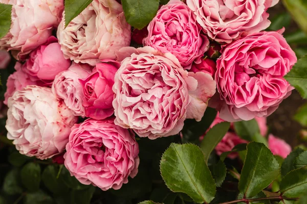 Розовые розы полианты в цвету — стоковое фото