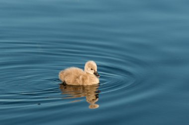 isolated cygnet swimming on lake clipart
