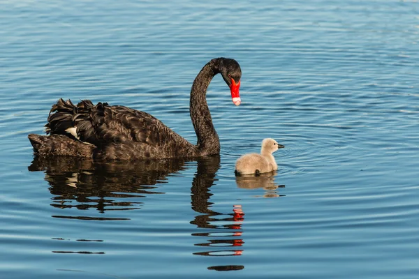 Cisne preto guardando cygnet — Fotografia de Stock