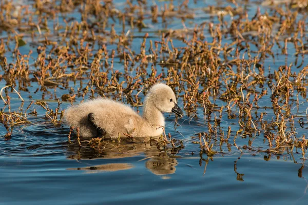 Τα cygnet Μαύρος κύκνος που ψάχνουν για τροφή — Φωτογραφία Αρχείου