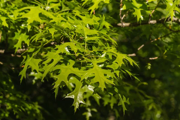 Hojas de roble soleado —  Fotos de Stock