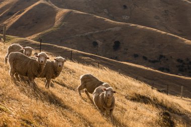 Merino koyun sürüsü
