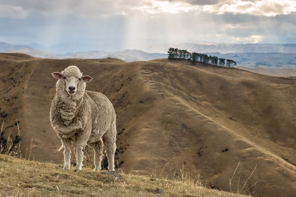 Oveja merino de pie en la colina cubierta de hierba — Foto de Stock