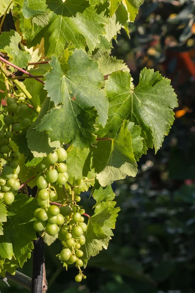 Closeup of common grape vine — Stock Photo, Image