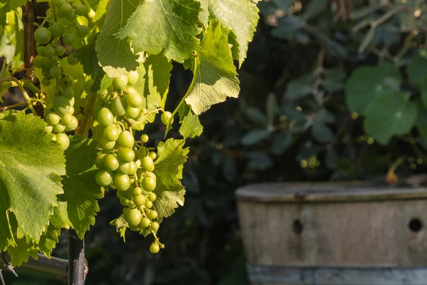 Uvas aisladas en el vino —  Fotos de Stock