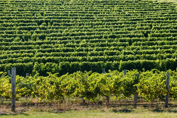 Filari di vite in vigna — Foto Stock