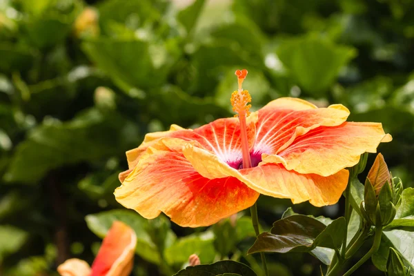 Flor de hibisco naranja — Foto de Stock