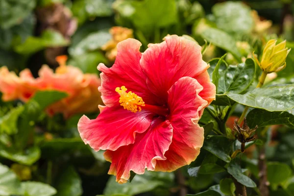 Flor de hibisco rojo en flor —  Fotos de Stock