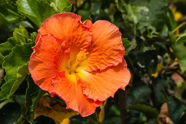 Flor de hibisco naranja iluminada por el sol — Foto de Stock