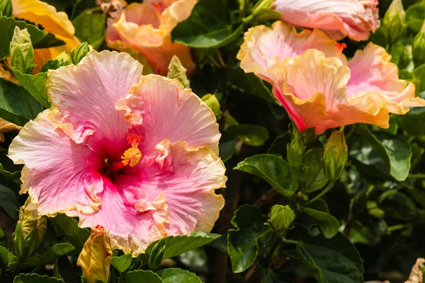 Flores de hibisco rosa y naranja — Foto de Stock